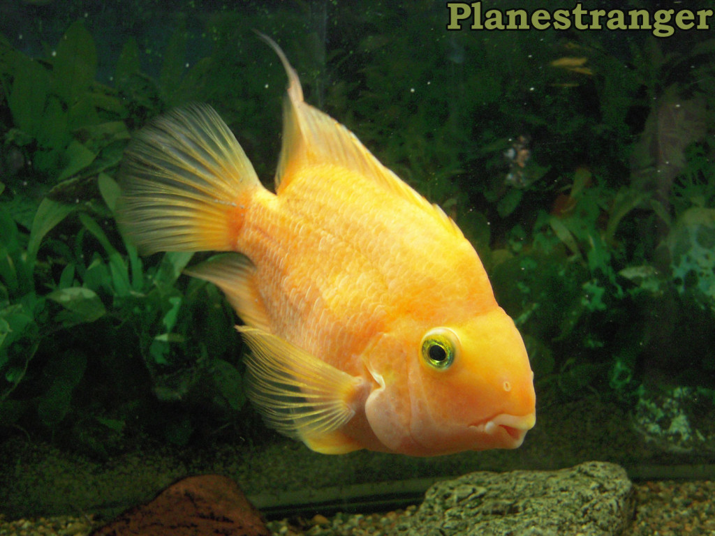 Золотая рыбка крупным планом