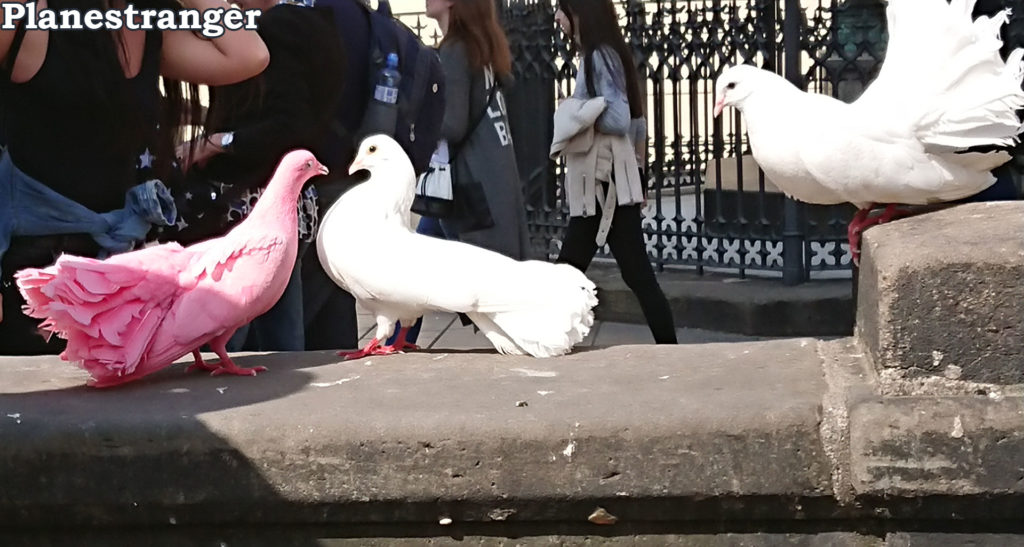 pink white pigeon розовый белый голубь